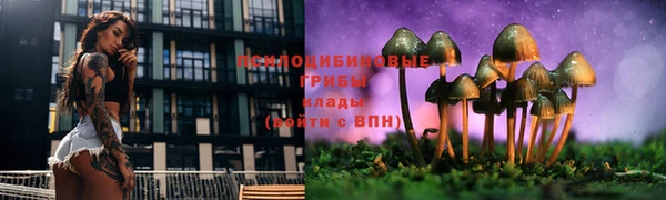 прущие грибы Вяземский